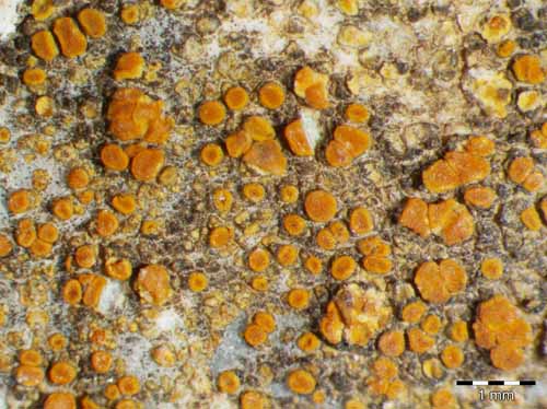 [Caloplaca calcitrapa]