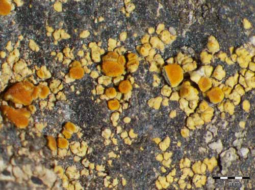 [Caloplaca communis]