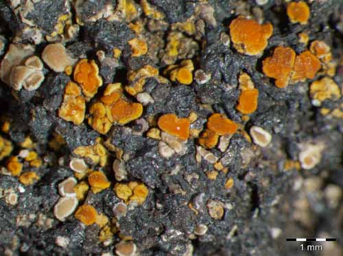 [Caloplaca communis]