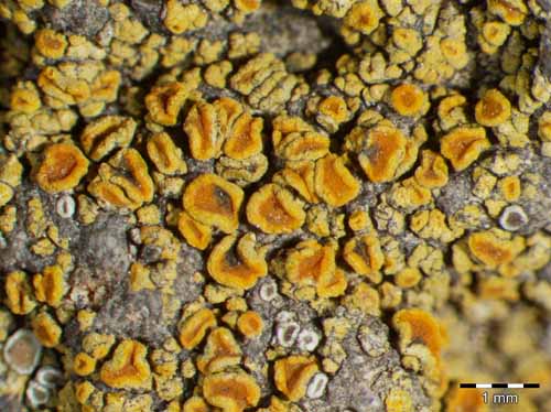 [Caloplaca crenulatella]