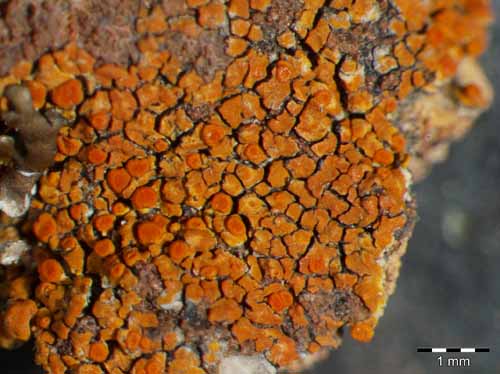 [Caloplaca irrubescens]