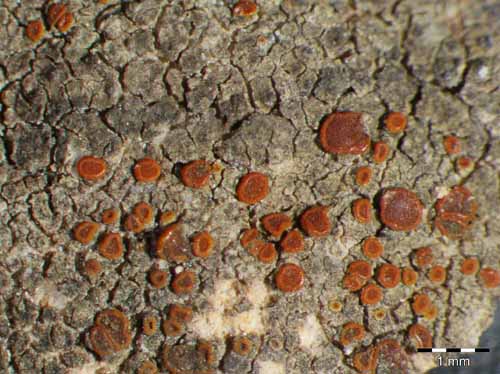 [Caloplaca neotaurica]