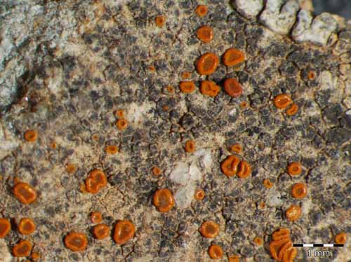 [Caloplaca neotaurica]