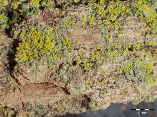 [Caloplaca phlogina]