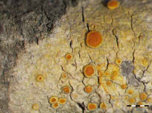 [Caloplaca flavorubescens var. quercina]