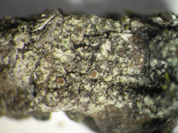 [Caloplaca obscurella]