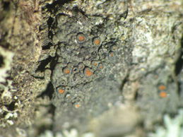 [Caloplaca haematites]