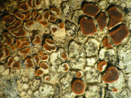 [Caloplaca albolutescens]