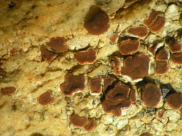 [Caloplaca albolutescens]