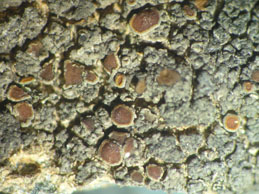 [Caloplaca spalatensis]