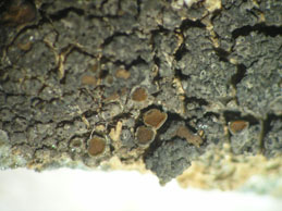 [Caloplaca spalatensis]