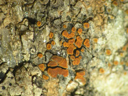 [Caloplaca arenaria]