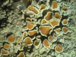 [Caloplaca thracopontica]