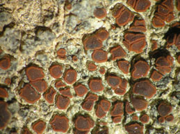 [Caloplaca fuscoatroides]