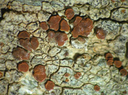[Caloplaca crenularia]