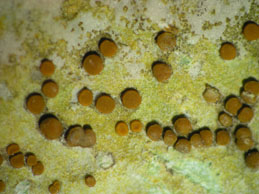 [Caloplaca ochracea]