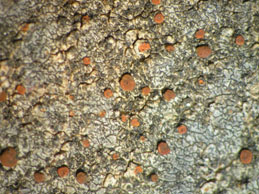 [Caloplaca crenularia]