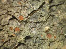 [Caloplaca fuscoatroides]