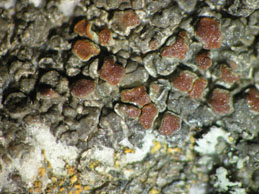 [Caloplaca fuscoatroides]