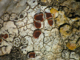 [Caloplaca erythrocarpa]