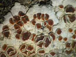 [Caloplaca erythrocarpa]