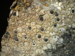 [Caloplaca variabilis]