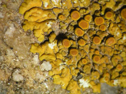 [Caloplaca flavescens]