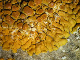 [Caloplaca flavescens]