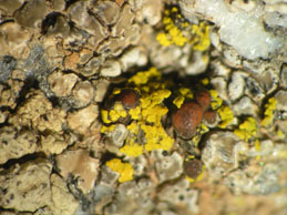 [Caloplaca grimmiae]