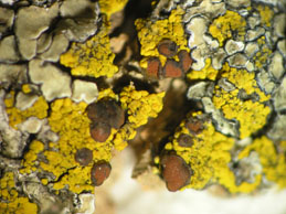 [Caloplaca grimmiae]