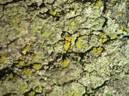 [Caloplaca flavocitrina]