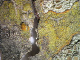 [Caloplaca flavorubescens]