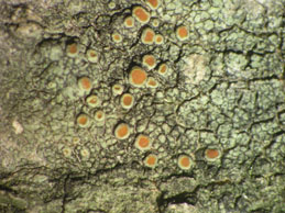 [Caloplaca haematites]