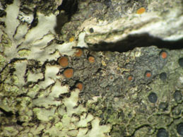 [Caloplaca haematites]