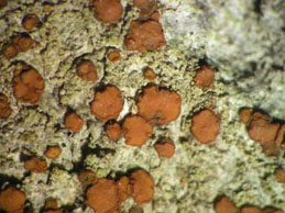 [Caloplaca herbidella]