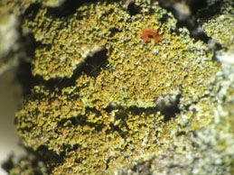 [Caloplaca herbidella]