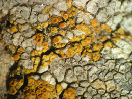 [Caloplaca inconnexa]