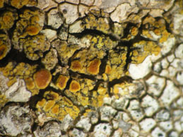 [Caloplaca inconnexa]