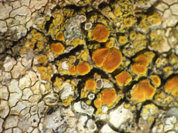 [Caloplaca inconnexa]