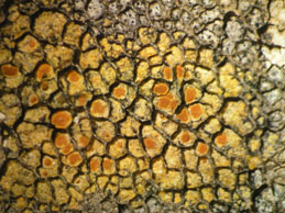 [Caloplaca inconnexa]