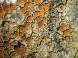 [Caloplaca limitosa]