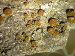 [Caloplaca ferrarii]