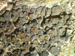 [Caloplaca peludella]