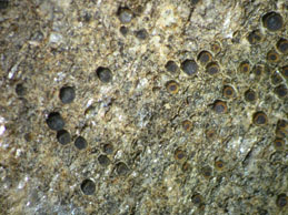 [Caloplaca cretensis]