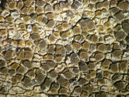 [Caloplaca scotoplaca]