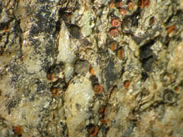 [Caloplaca cretensis]