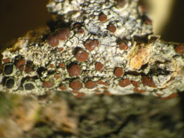 [Caloplaca hungarica]