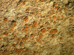 [Caloplaca subpallida]