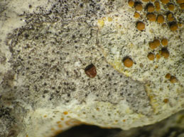 [Caloplaca ligustica]