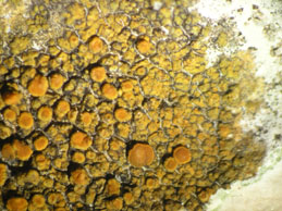 [Caloplaca polycarpa]